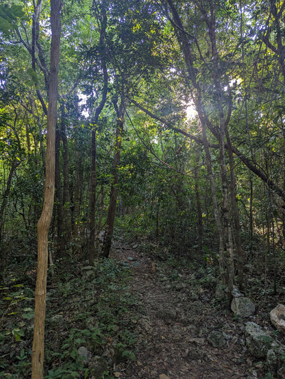 E-BIKE TOUR TO HIDDEN CENOTE  (STARTING OFF DOWNTOWN PLAYA DEL CARMEN)