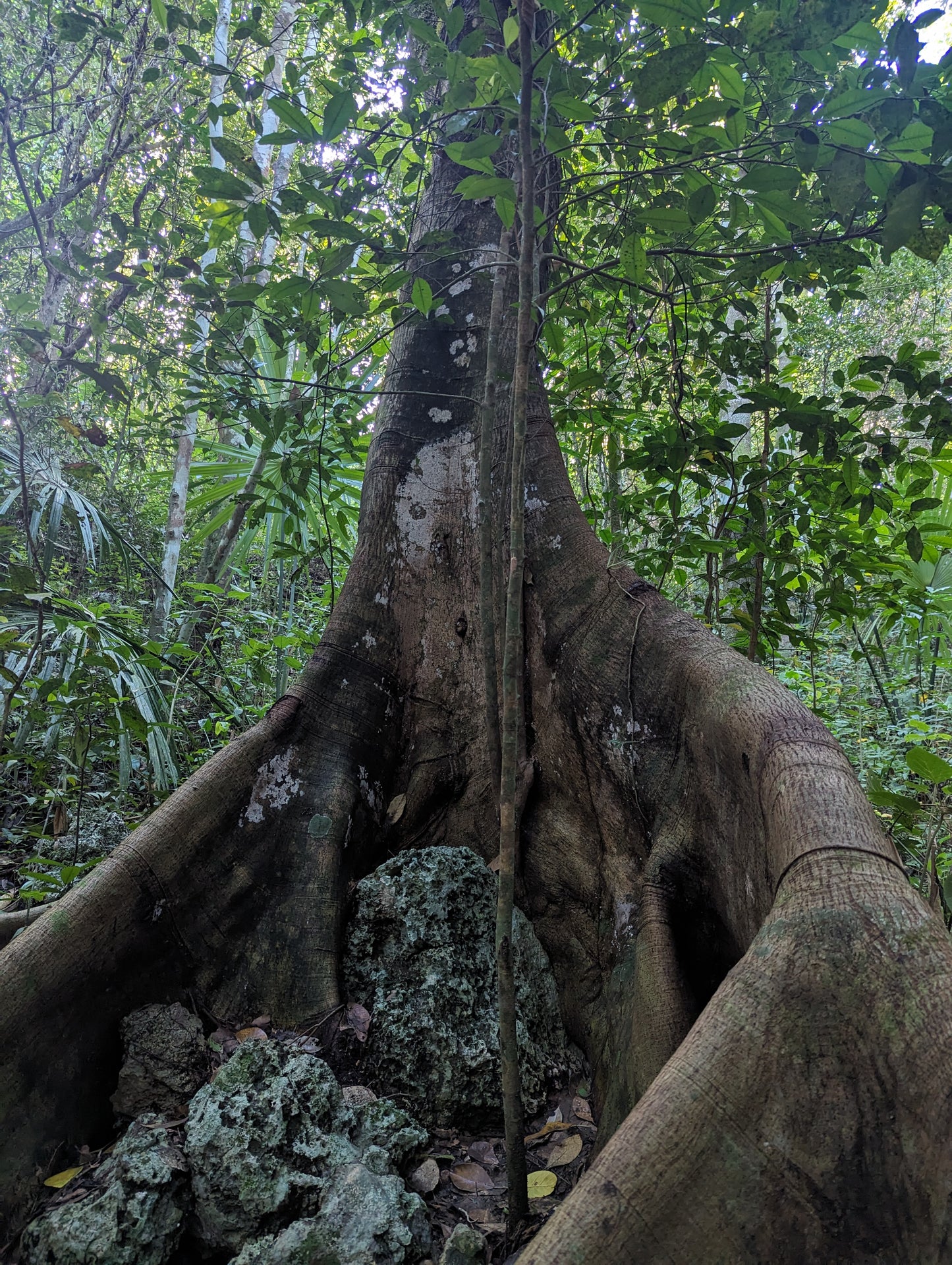 E-BIKE TOUR TO HIDDEN CENOTE  (STARTING OFF DOWNTOWN PLAYA DEL CARMEN)